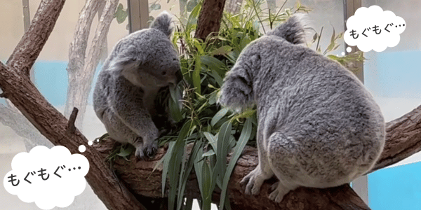コアラが餌を食べている